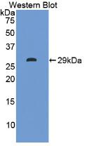 Polyclonal Antibody to Intelectin 1 (ITLN1)