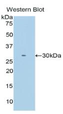 Polyclonal Antibody to Intelectin 1 (ITLN1)