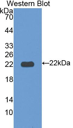 Polyclonal Antibody to Intelectin 1 (ITLN1)