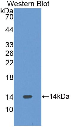 Polyclonal Antibody to Pre-B-Lymphocyte Gene 1 (VPREB1)