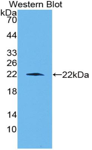 PAA952Ra01.jpg
