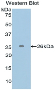 Polyclonal Antibody to L1-Cell Adhesion Molecule (L1CAM)