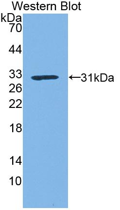 Polyclonal Antibody to Kallikrein 1 (KLK1)