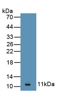 Polyclonal Antibody to Angiotensin II Receptor 2 (AGTR2)