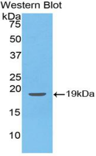 Polyclonal Antibody to Cyclophilin A (CYPA)