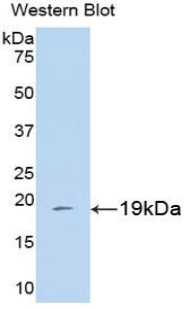 Polyclonal Antibody to Cyclophilin A (CYPA)