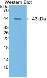 Polyclonal Antibody to Ghrelin (GHRL)