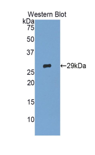 Polyclonal Antibody to Glypican 4 (GPC4)