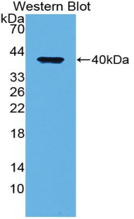 PAB010Mu02.jpg