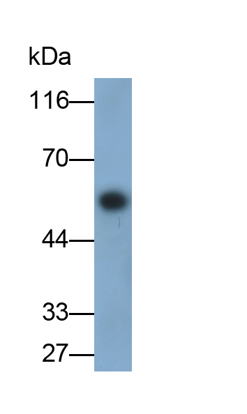 Polyclonal Antibody to Runt Related Transcription Factor 2 (RUNX2)