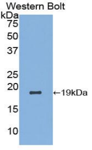 Polyclonal Antibody to Alpha-Lactalbumin (aLA)