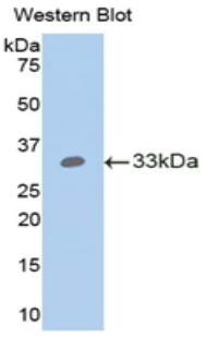 Polyclonal Antibody to Angiopoietin Like Protein 4 (ANGPTL4)