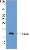 Polyclonal Antibody to Ubiquitin Activating Enzyme E1 Like Protein (UBE1L)