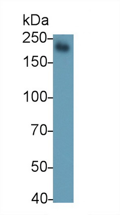 Polyclonal Antibody to Protein Tyrosine Phosphatase Receptor Type C (CD45)