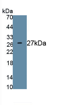 Polyclonal Antibody to Protein Tyrosine Phosphatase Receptor Type C (CD45)