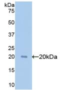 Polyclonal Antibody to Glypican 1 (GPC1)