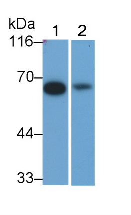PAB041Mu02.jpg