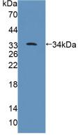 Polyclonal Antibody to Protein Tyrosine Phosphatase Receptor Type B (PTPRB)