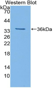 Biotin-Linked Polyclonal Antibody to Trefoil Factor 1 (TFF1)