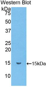 Polyclonal Antibody to Chemokine (C-C motif) ligand 6 (CCL6)