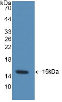 Polyclonal Antibody to Chemokine (C-C motif) ligand 6 (CCL6)