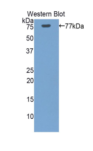 Polyclonal Antibody to Heat Shock 70kDa Protein 1 Like Protein (HSPA1L)