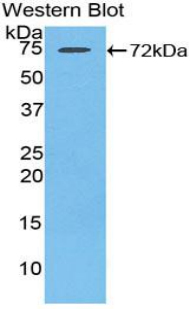 Polyclonal Antibody to Heat Shock 70kDa Protein 1 Like Protein (HSPA1L)