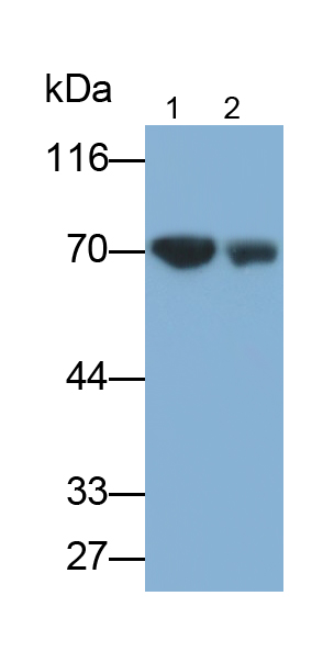 Polyclonal Antibody to Apoptosis Inducing Factor (AIF)