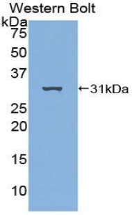 Polyclonal Antibody to Alanine Aminopeptidase (AAP)