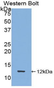 Polyclonal Antibody to Peptide YY (PYY)