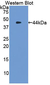 Polyclonal Antibody to Tryptase (TPS)