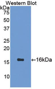 Polyclonal Antibody to Secretin (SCT)