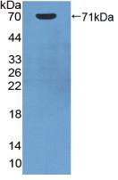 Polyclonal Antibody to Heat Shock 70kDa Protein 1A (HSPA1A)