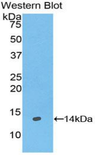 PAB084Hu01.jpg