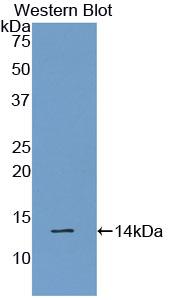 Polyclonal Antibody to Galanin (GAL)