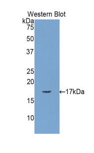 PAB105Ra01.jpg