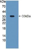 Polyclonal Antibody to Cluster Of Differentiation 42b (CD42b)