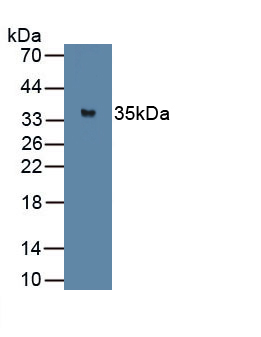 PAB109Ra01.jpg