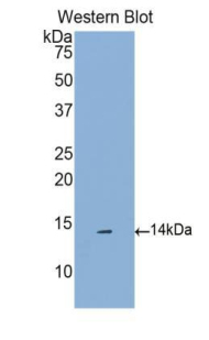 Polyclonal Antibody to Chemokine C-C-Motif Ligand 16 (CCL16)