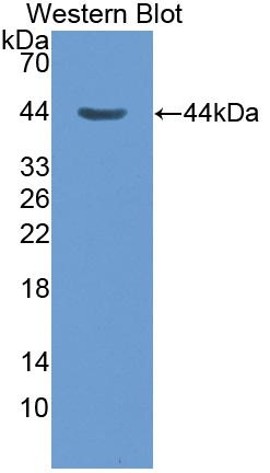 Polyclonal Antibody to Chemokine C-C-Motif Ligand 16 (CCL16)