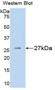 Polyclonal Antibody to Chondroitin Sulfate Proteoglycan 4 (CSPG4)