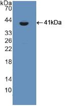 Polyclonal Antibody to Chondroitin Sulfate Proteoglycan 5 (CSPG5)