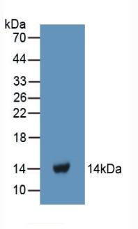 Polyclonal Antibody to Fibrinogen Alpha Chain (FGA)