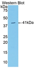 Polyclonal Antibody to VGF Nerve Growth Factor Inducible (VGF)