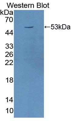 PAB171Eq01.jpg