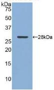 Polyclonal Antibody to Clusterin (CLU)