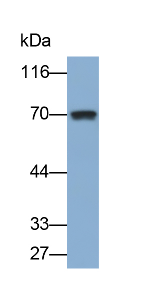 PAB182Mu01.jpg