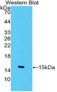 Biotin-Linked Polyclonal Antibody to Glucose Transporter 1 (GLUT1)