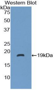 Polyclonal Antibody to Neurotensin (NT)