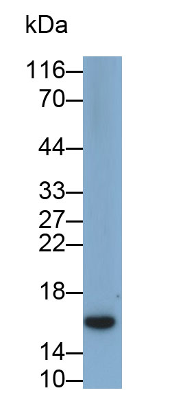 Polyclonal Antibody to Neurotensin (NT)